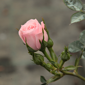 Pоза Блуш Парад - розов - мини родословни рози